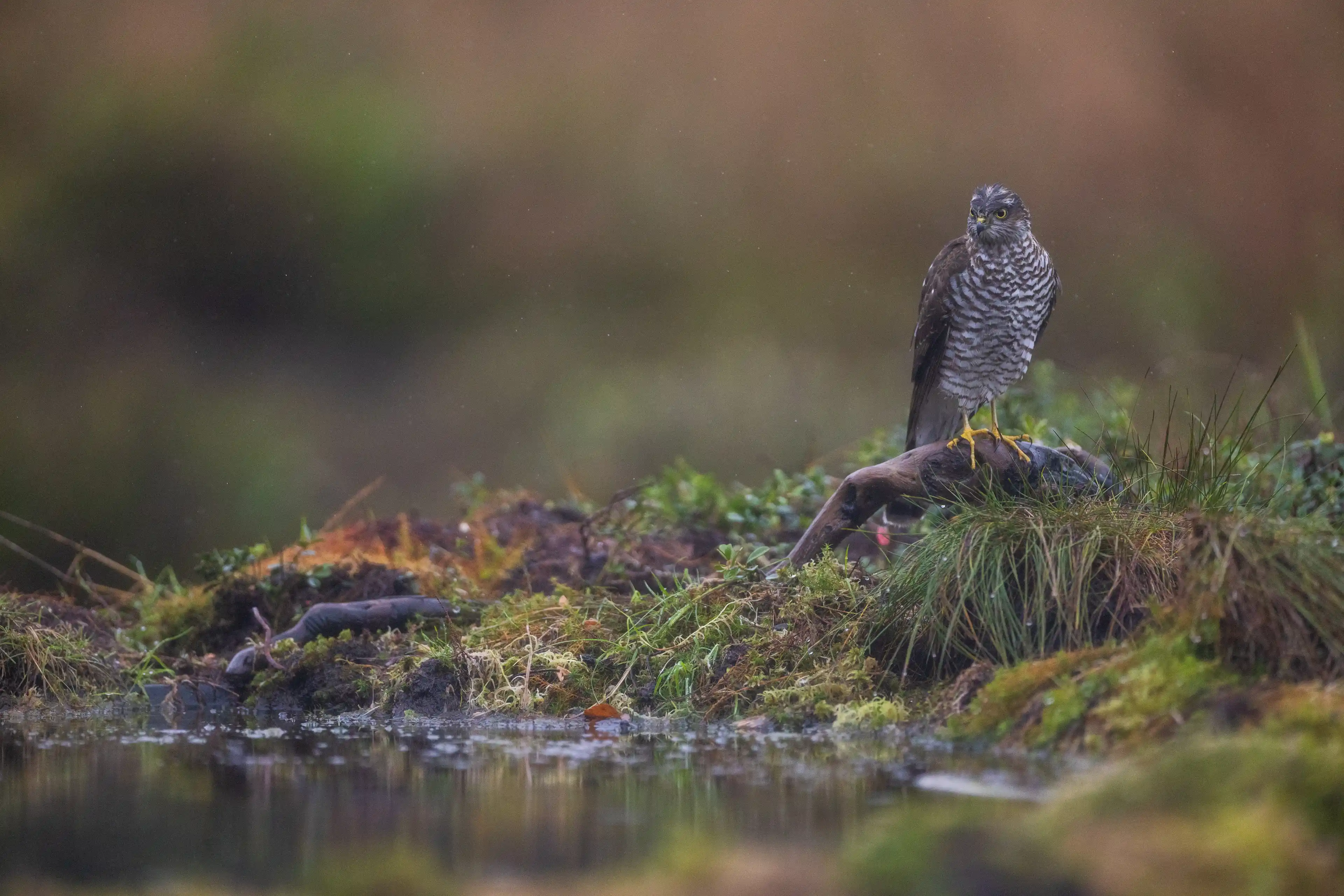 Autumn Norway gallery image 7